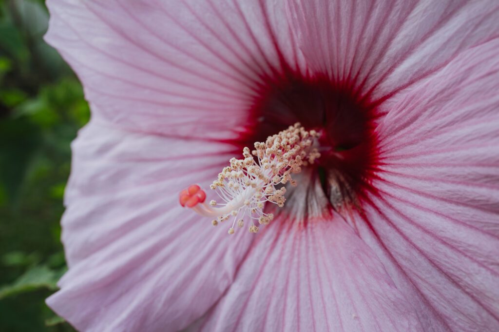 giardino_villa_piscina_cavaion_ giambenini_vivaifrancescogiambenini_paesaggisticastudiofg_2
