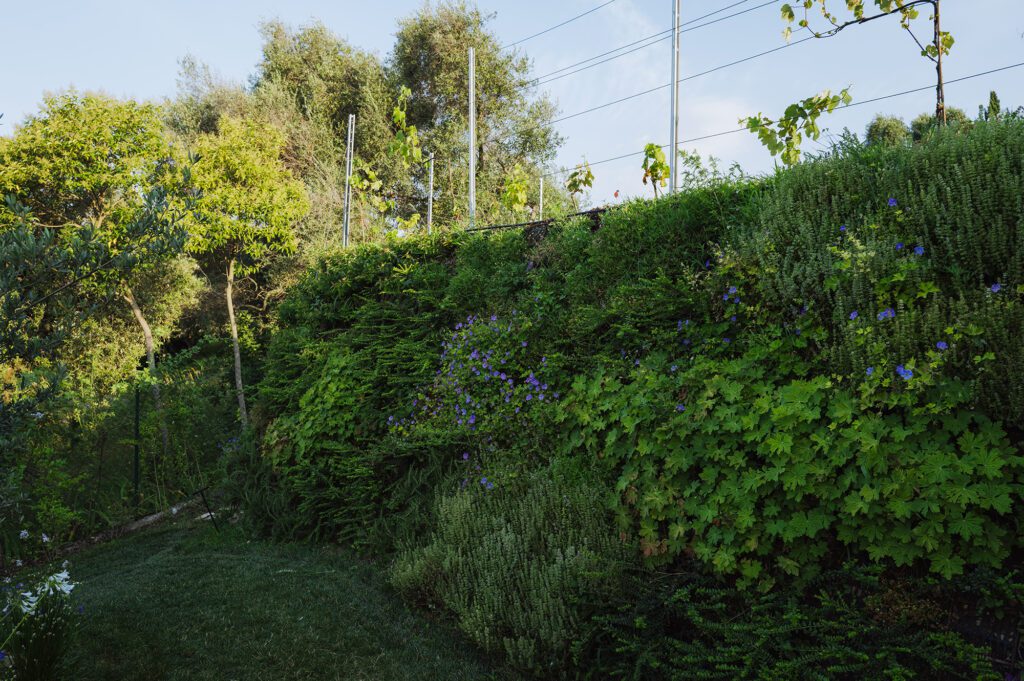 giardino_villa_piscina_cavaion_ giambenini_vivaifrancescogiambenini_paesaggisticastudiofg_5
